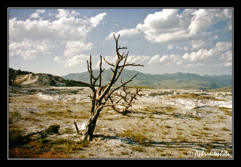 Yellowstone NP